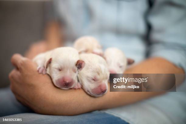 woman cuddling newborn puppies while they are sleeping - newborn puppy stock pictures, royalty-free photos & images