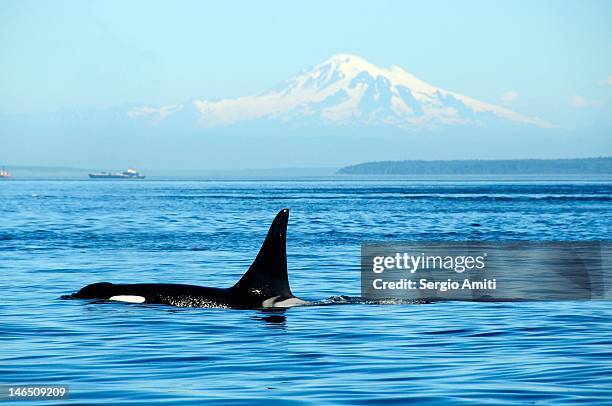 killer whale - washington state mountains stock pictures, royalty-free photos & images