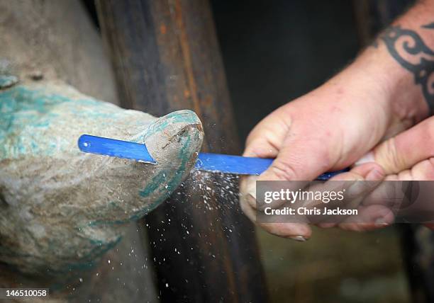 Head keeper Paul Beer saws off the end of a rhino called Zawadi's horn in Port Lympne Animal Park ahead of its translocation to Tanzania on June 16,...