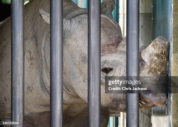 Rhino called Monduli rests its head against the wall of its crate ahead of its translocation to Tanzania on June 16, 2012 in Port Lympne, England....