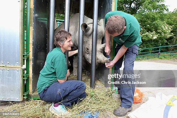 Berry White and keeper Nick Turk saw off the end a rhino's horn in Port Lympne Animal Park ahead of its translocation to Tanzania on June 16, 2012 in...