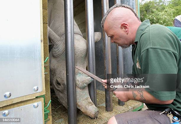 Head keeper Paul Beer saws off the end of a rhino called Zawadi's horn in Port Lympne Animal Park ahead of its translocation to Tanzania on June 16,...