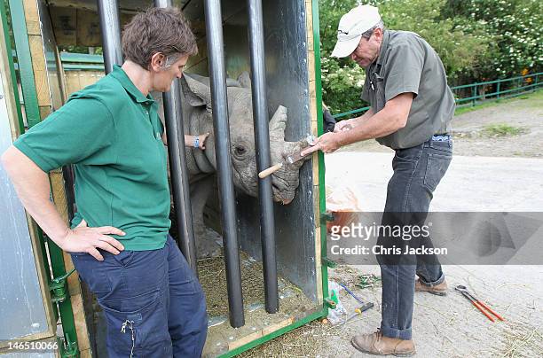 Berry White looks on as head vet Dr Pete Morkel saws off the end of a rhino's horn in Port Lympne Animal Park ahead of its translocation to Tanzania...