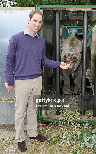 Prince William, Duke of Cambridge poses with a 5 year old black rhino called Zawadi as he visits Port Lympne Wild Animal Park on June 6, 2012 in Port...