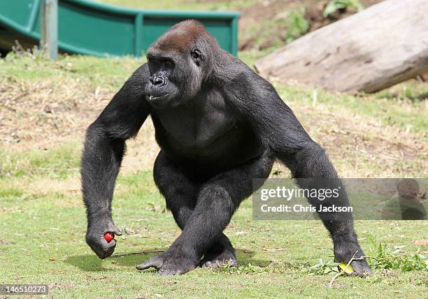 Gorillas look on as Prince William, Duke of Cambridge visits Port Lympne Wild Animal Park on June 6, 2012 in Port Lympne, England. Prince William,...