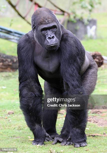 Gorillas roam an enclosure as Prince William, Duke of Cambridge visits Port Lympne Wild Animal Park on June 6, 2012 in Port Lympne, England. Prince...