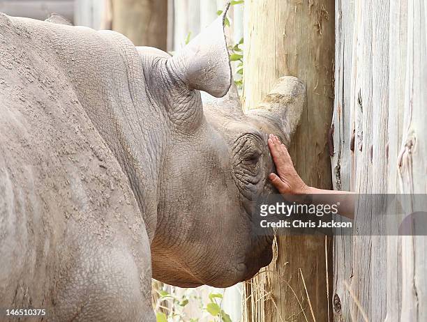 Rhino Whisperer' Berry White comforts a rhino in its holding 'Boma' in the Mkomazi rhino sanctuary after its translocation from England to Tanzania...
