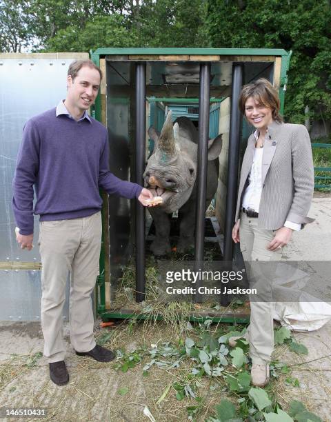 Prince William, Duke of Cambridge poses with 5 year old black rhino called Zawadi and BBC's Kate Silverton as he visits Port Lympne Wild Animal Park...