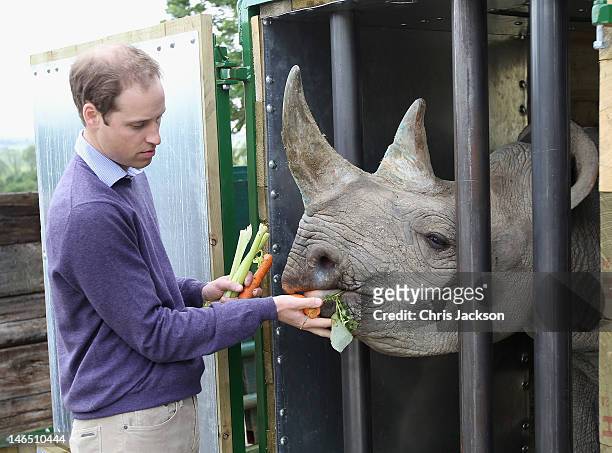 Prince William, Duke of Cambridge feeds a 5 year old black rhino called Zawadi as he visits Port Lympne Wild Animal Park on June 6, 2012 in Port...