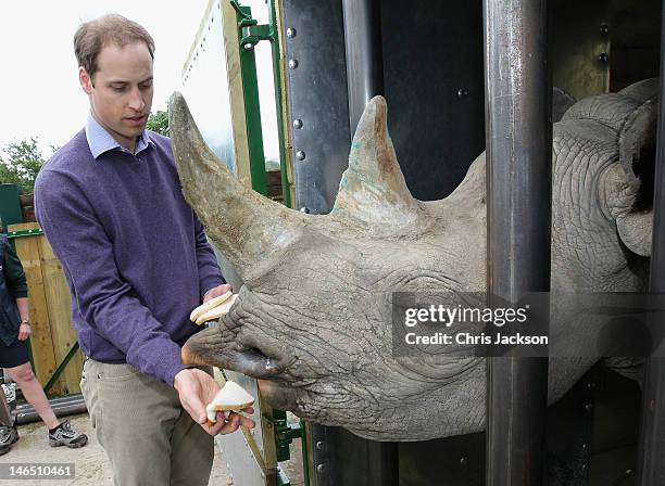 Prince William, Duke of Cambridge feeds a 5 year old black rhino called Zawadi as he visits Port Lympne Wild Animal Park on June 6, 2012 in Port...