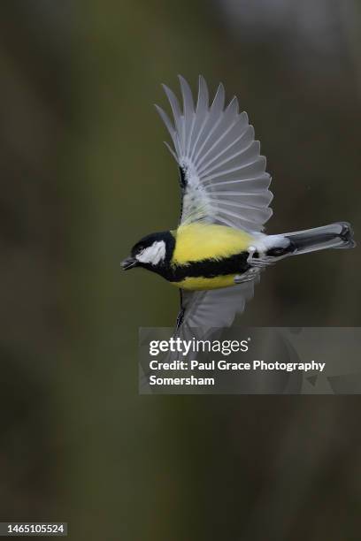 great tit (parus major) in flight - chapim real imagens e fotografias de stock