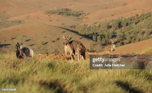 flinders ranges, south australia - stoking 個照片及圖片檔