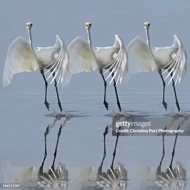 little egret - egret stock-fotos und bilder