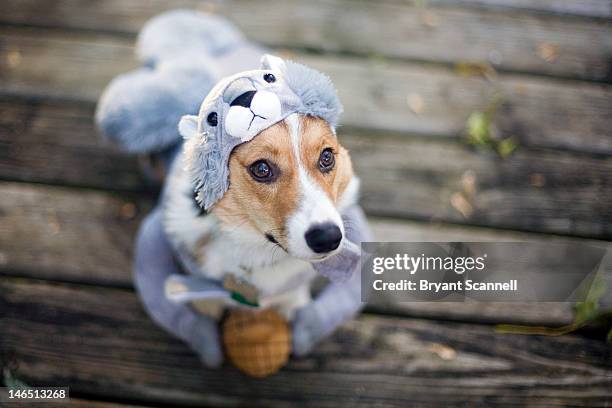 dog in squirrel costume - ペット服 ストックフォトと画像