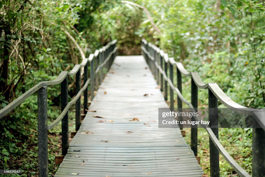 Old bridge in jungle
