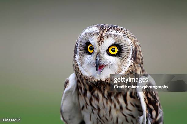 short-eared owl - owl stockfoto's en -beelden