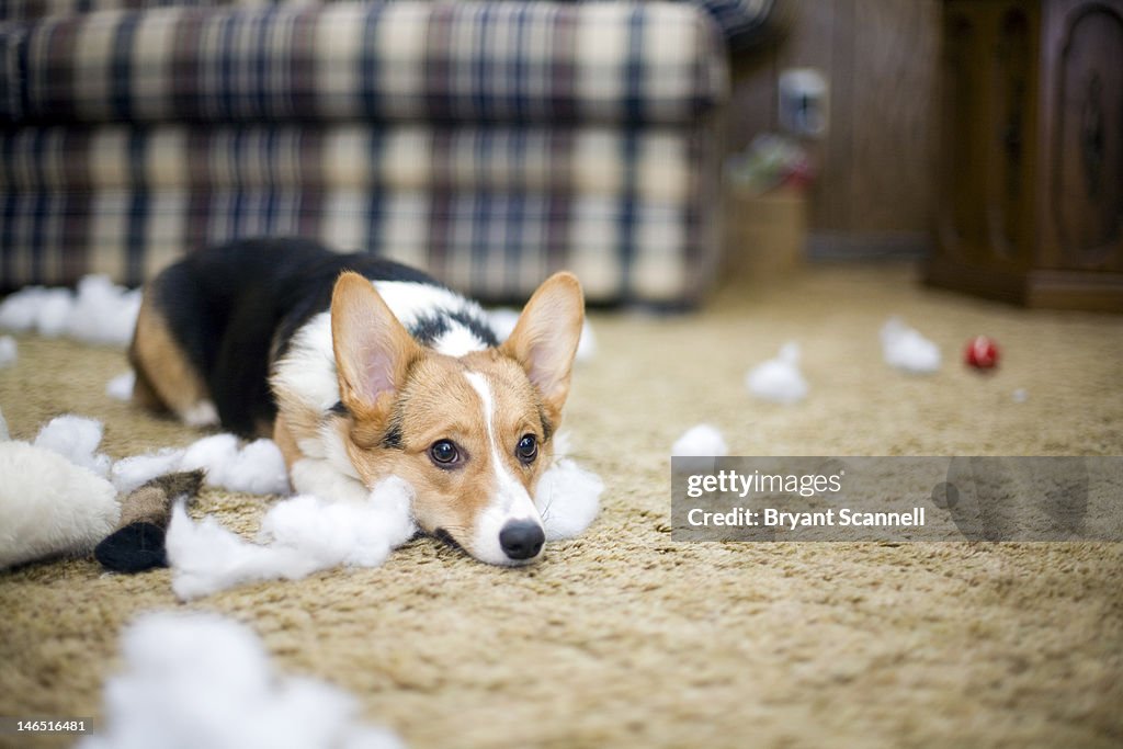 Dog tore apart her toy