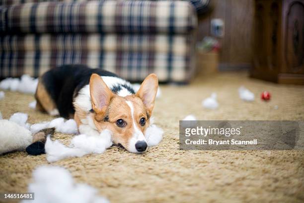 dog tore apart her toy - naughty pet stock pictures, royalty-free photos & images