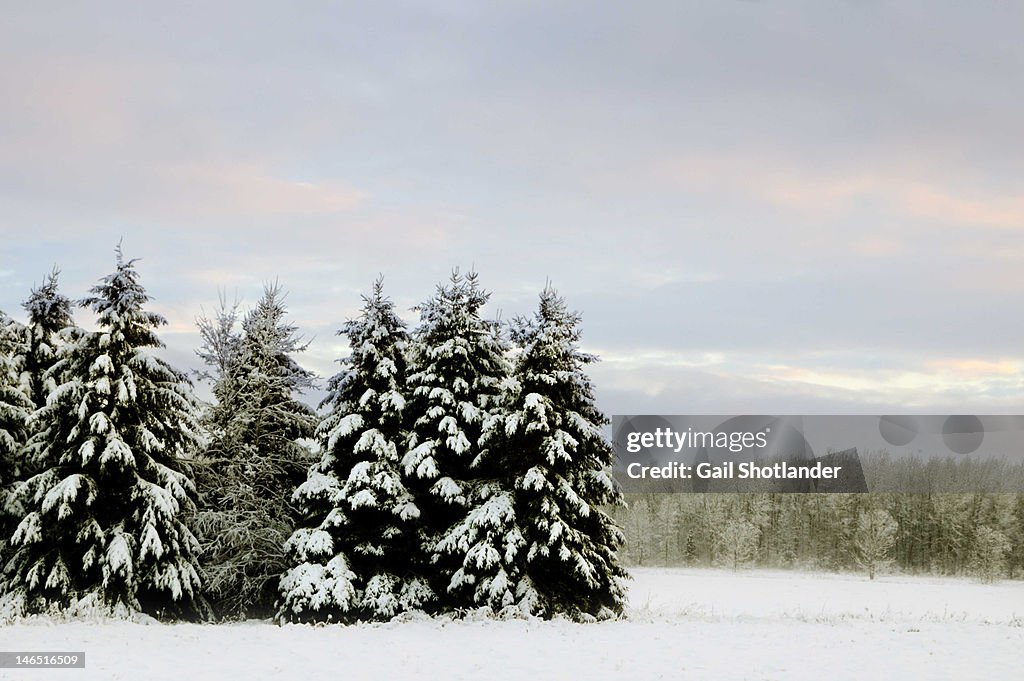 Winter Clump of Trees