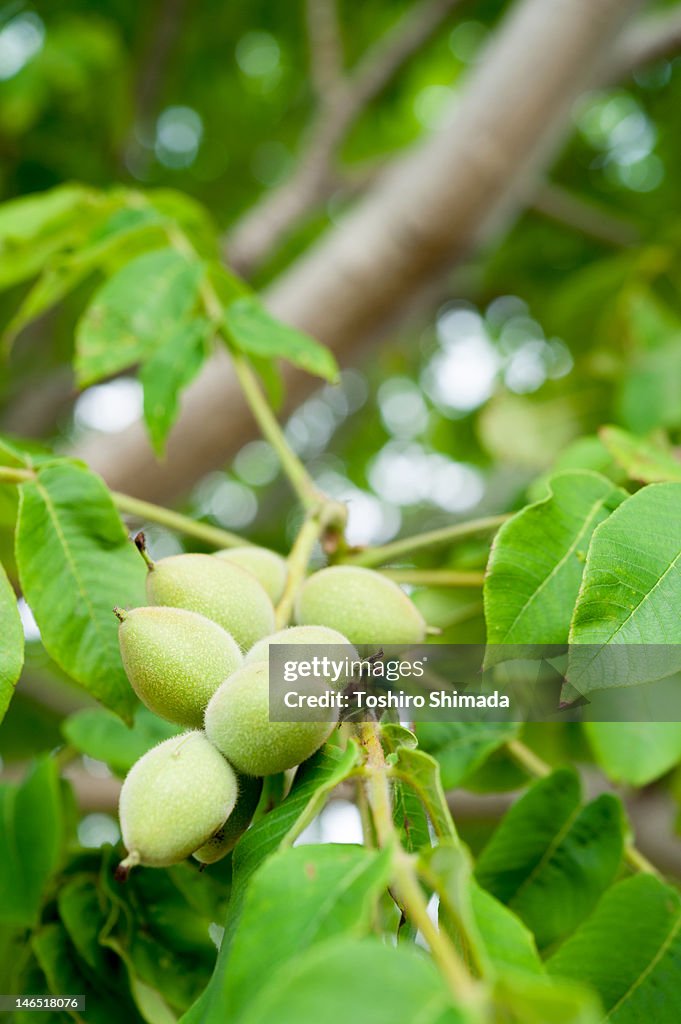 Japanese wild walnut