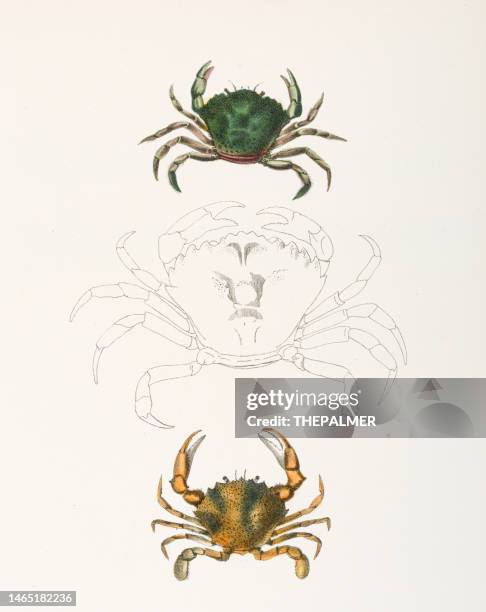 ilustrações, clipart, desenhos animados e ícones de caranguejo litorâneo e caranguejo lady cromolitografia 1843 - littoral