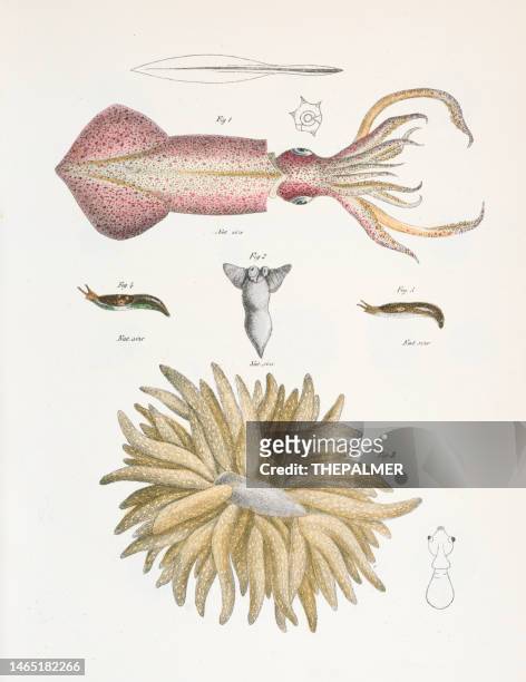 squid chromolithograph 1843 - crab seafood stock illustrations