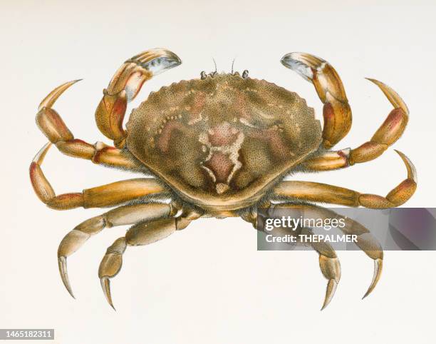 rock crab (platycarcinus irroratus) chromolithograph 1843 - crab stock illustrations