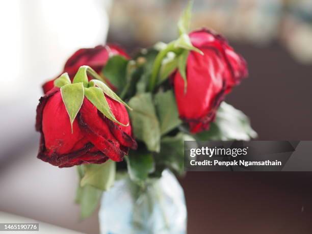 withered red rose - wilted plant stock pictures, royalty-free photos & images