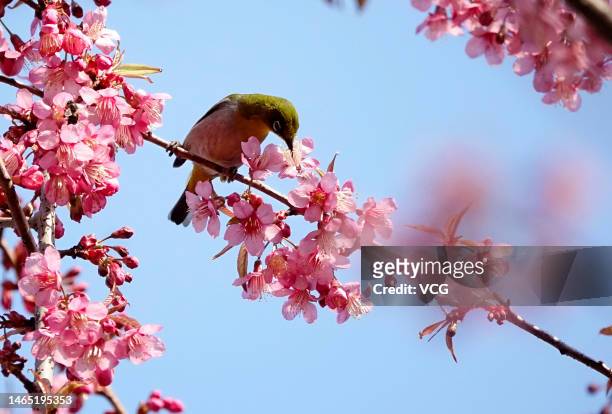Bird sits on a branch of a cherry tree on February 11, 2023 in Guiyang, Guizhou Province of China.