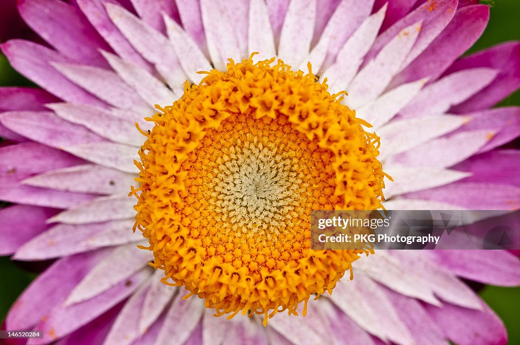 Close up of Flower
