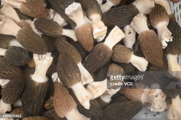 Farmers harvest Morchella esculenta at an edible mushroom farm on February 10, 2023 in Neijiang, Sichuan Province of China.