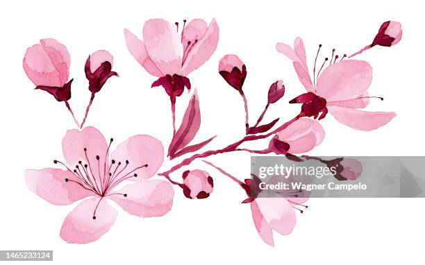 watercolor illustration of cherry blossoms - flower branch stock pictures, royalty-free photos & images