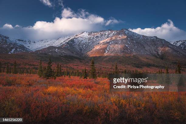 alaska tundra autumn foliage with mountains in a cloudy day - ponto de referência natural - fotografias e filmes do acervo