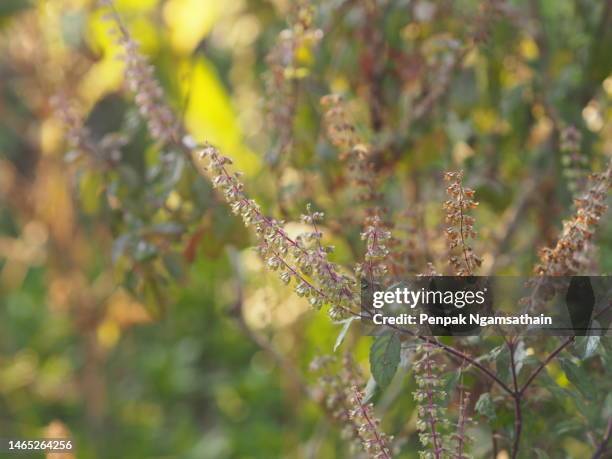 thai holy basil ocimum tenuiflorum sanctum or tulsi kaphrao holy basil is an erect, leaves red vegetable with flower blooming in garden on nature background - tulsi stock pictures, royalty-free photos & images