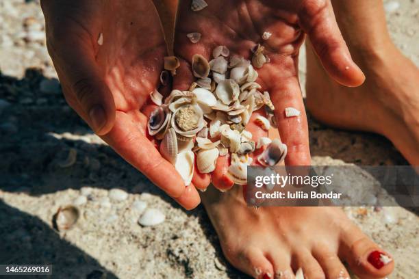 woman collecting shells on a beach - seashell stock pictures, royalty-free photos & images