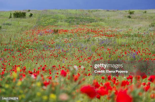 red poppies and purple wildflowers meadow against dramatic cloudy sky background - opium poppy stock pictures, royalty-free photos & images