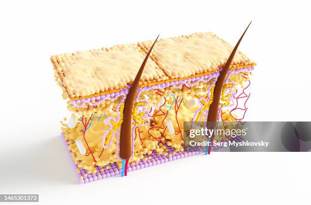 abstract microscope model of hair cuticle growth inside skin with sebaceous gland. hair transplantation under the microscope. - lederhuid stockfoto's en -beelden