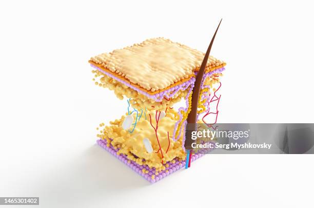 abstract microscope model of hair cuticle growth inside skin with sebaceous gland. hair transplantation under the microscope. - stratum corneum 個照片及圖片檔