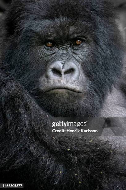 close-up of a gorilla (gorilla beringei) in uganda - gorilla eating stock pictures, royalty-free photos & images