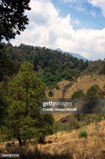 view of the rim and partially forested crater of xitle volcano, tlalpan, mexico city, mexico - volcanic crater stock pictures, royalty-free photos & images