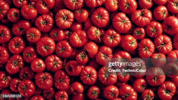 tomates frescos de fondo - tomate fotografías e imágenes de stock