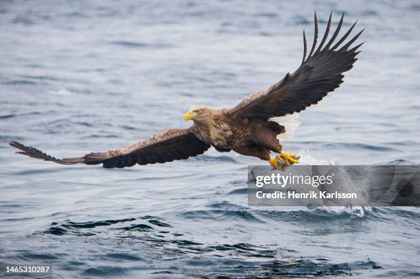 white-tailed eagle (haliaeetus albicilla) soaring across the sky of shiretoko national park - shiretoko stock pictures, royalty-free photos & images