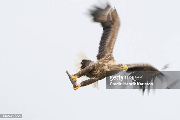 white-tailed eagle (haliaeetus albicilla) soaring across the sky of shiretoko national park - klapwieken stockfoto's en -beelden