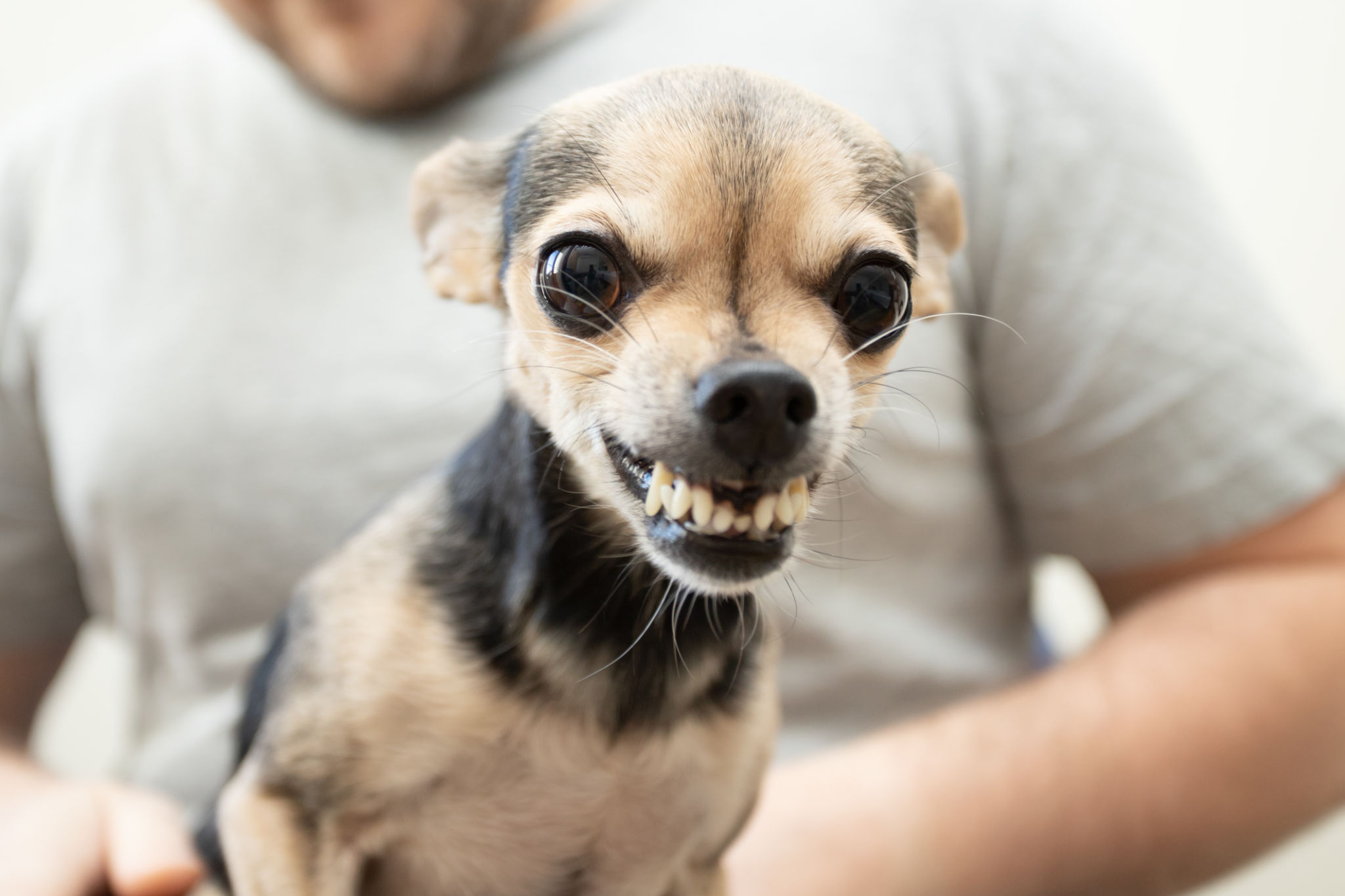 a small dog grins at the owner, small pet bites, dangerous toy terrier a small dog grins at the owner, small pet bites, dangerous toy terrier