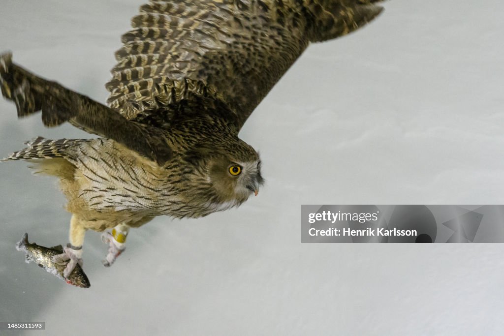 Blakiston's fish owl (Ketupa blakistoni) fishing in river pool.