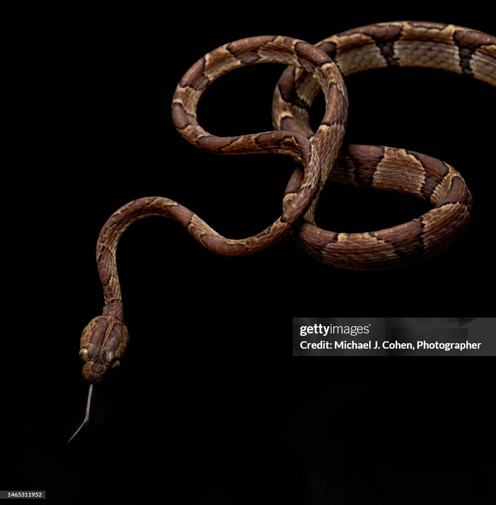 Blunt-headed Tree Snake