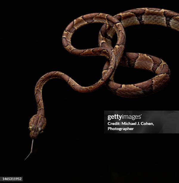 blunt-headed tree snake - tree snake stock pictures, royalty-free photos & images