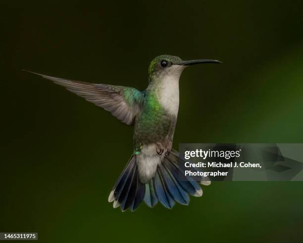 a crowned woodnyph female - thalurania colombica imagens e fotografias de stock