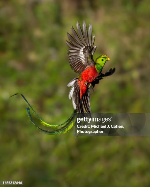 resplendent quetzal in flight - tropical bird stock pictures, royalty-free photos & images