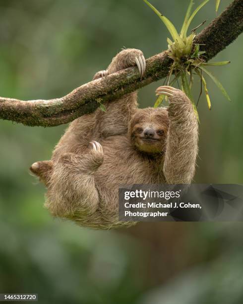 three-toed sloth portrait - costa rica fotografías e imágenes de stock
